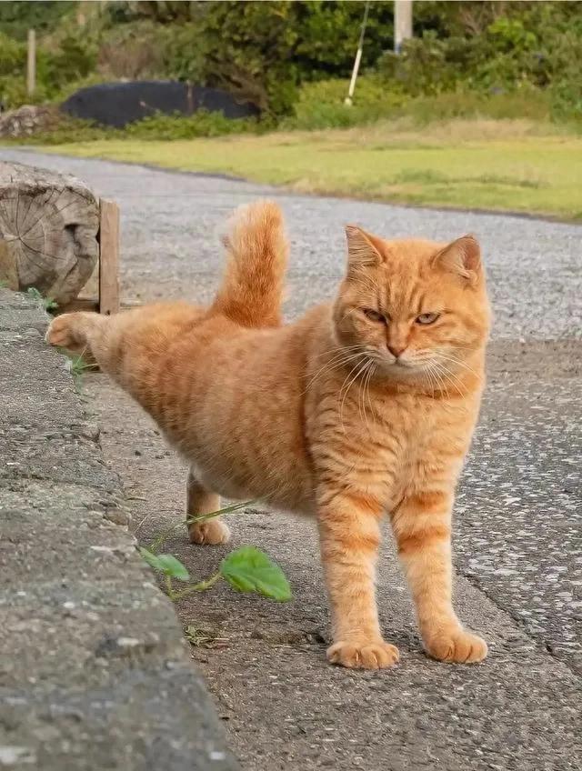 财务困境与心理压力_贷款炒股_贷款炒股风险